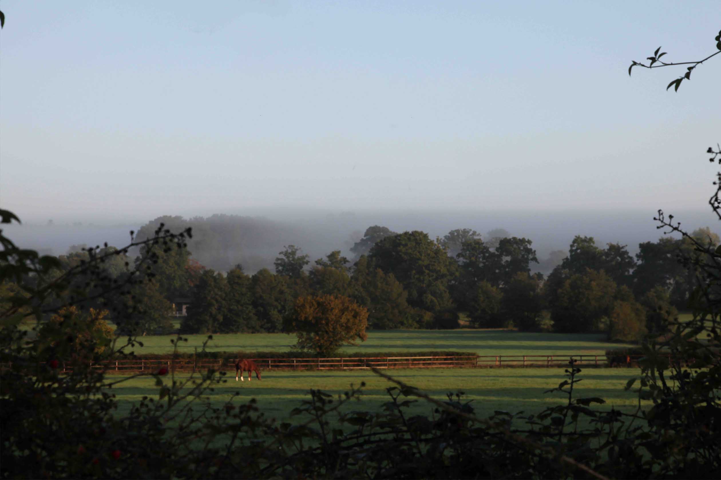Haras de la Tuilerie_stud 2