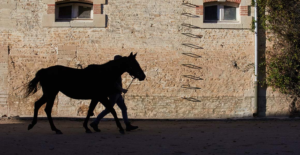 Haras_de_la_Tuilerie_Slide_11