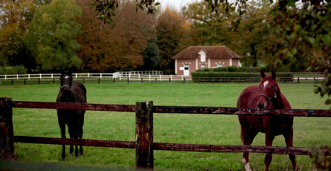 Haras_de_la_Tuilerie_Slide_12