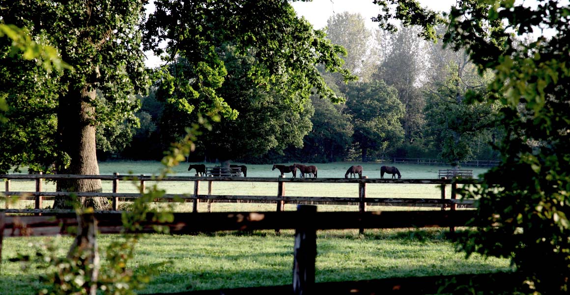 Haras_de_la_Tuilerie_Slide_2