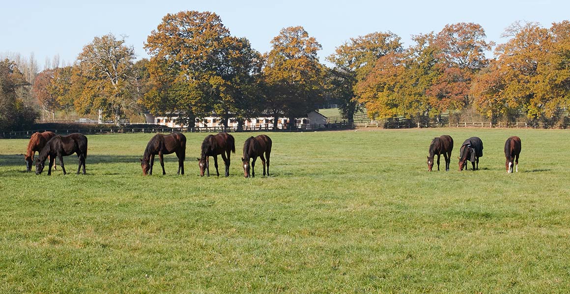 Haras_de_la_Tuilerie_Slide_3