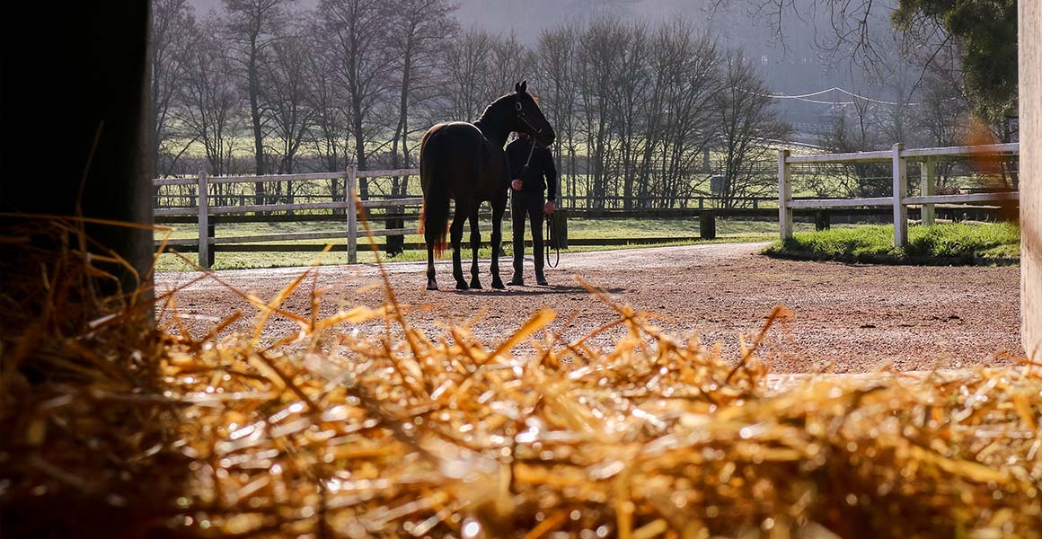 Haras_de_la_Tuilerie_Slide_5