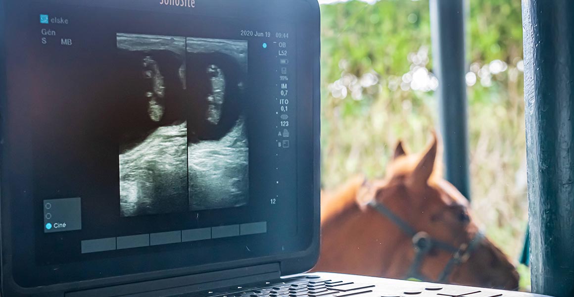 Haras_de_la_Tuilerie_Slide_6